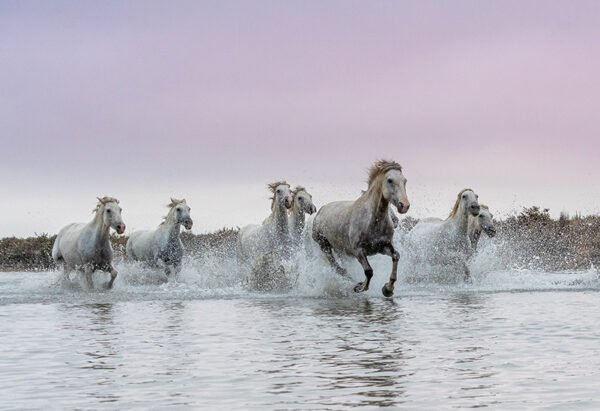 chevaux aux galops dans un marais