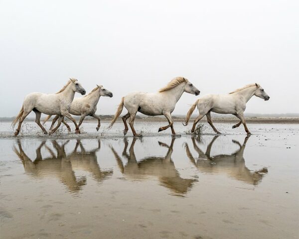 photographie reflet eau chevaux
