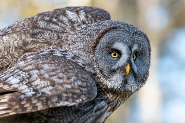 Photo animalière en tirage limité. Chouette. Michèle Gabet Photographie