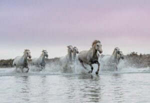 Photo en tirage limité. Série chevaux de camargue de Michèle Gabet Photographie. troupeau de chevaux galopant dans un marais camarguais sous le ciel rose