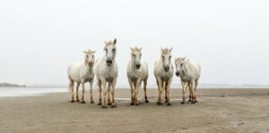 Photo en tirage limité. Série chevaux de camargue de Michèle Gabet 5 chevaux sur la plage