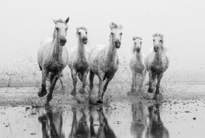 Photo en tirage limité en noir et blanc. Série chevaux de camargue de Michèle Gabet Photographie. 5 chevaux galopent dans l'eau