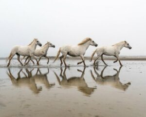 Photo en tirage limité. Série chevaux de camargue de Michèle Gabet Photographie. 4 chevaux galopent dans la mer et se reflètent dans l'eau