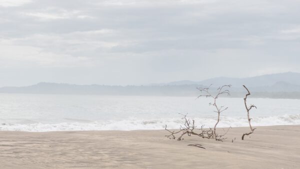 Photo de paysage de mer dans la brume en tirage limité. bord de mer branche sur la plage. Michèle Gabet Photographie