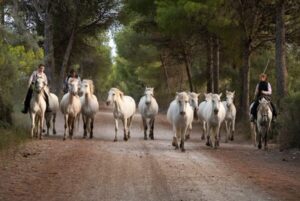 Photo en tirage limité. Série chevaux de camargue de Michèle Gabet Photographie. troupeau de juments camargaises dans la lande encadré de leurs gardians