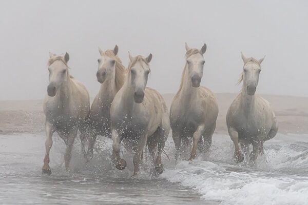 Photo en tirage limité. Série chevaux de camargue de Michèle Gabet Photographie. troupeau de 5 chevaux galopant dans la mer