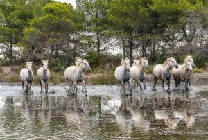 Photo en tirage limité. Série chevaux de camargue de Michèle Gabet Photographie. troupeau de 10 chevaux galopant dans un marais camarguais