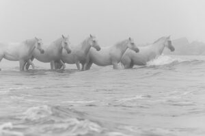 Photo en tirage limité en noir et blanc. Série chevaux de camargue de Michèle Gabet Photographie. 5 chevaux de camargue dans la mer et la brume