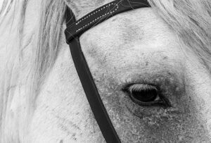 Photo en tirage limité. Série chevaux de camargue de Michèle Gabet Photographie. détail oeil et harnais du cheval