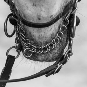 Photo en tirage limité en noir et blanc. Série chevaux de camargue de Michèle Gabet Photographie. détail de harnais vue de sous le cou du cheval