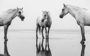 Photo en tirage limité en noir et blanc. Série chevaux de camargue de Michèle Gabet Photographie. 3 chevaux en bord de mer donnent l'impression de se parler