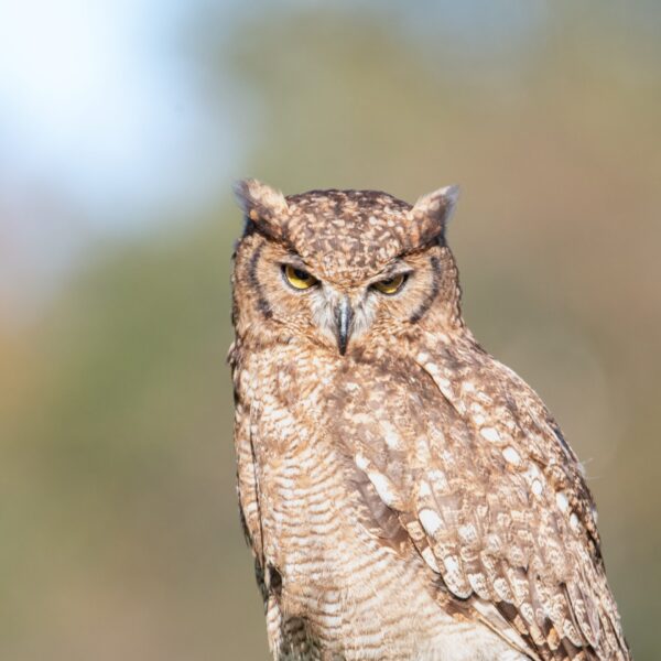 Photo animalière en tirage limité. Chouette. Michèle Gabet Photographie