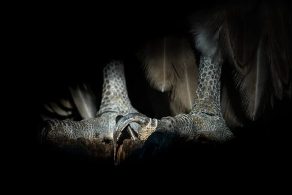 Photo animalière en tirage limité. rapace. Michèle Gabet Photographie