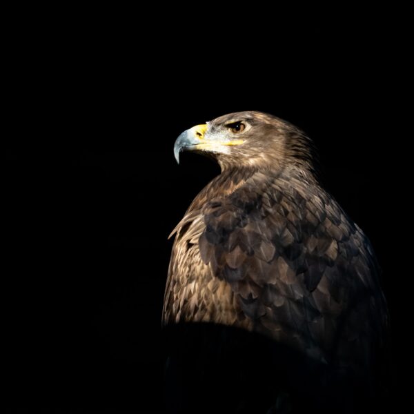 Photo animalière en tirage limité. rapace. Michèle Gabet Photographie