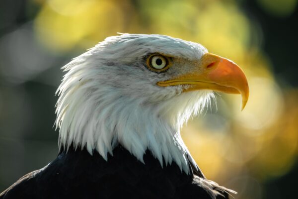 Photo animalière en tirage limité. rapace. Michèle Gabet Photographie