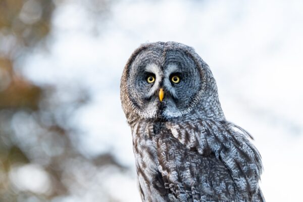 Photo animalière en tirage limité. chouette. Michèle Gabet Photographie