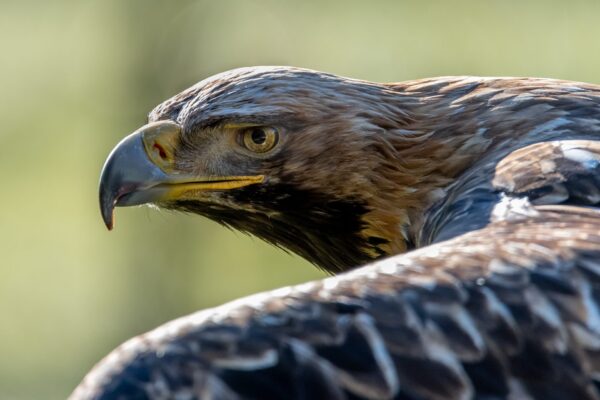 Photo animalière en tirage limité. rapace. Michèle Gabet Photographie