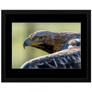 Photo animalière en tirage limité. rapace. Michèle Gabet Photographie