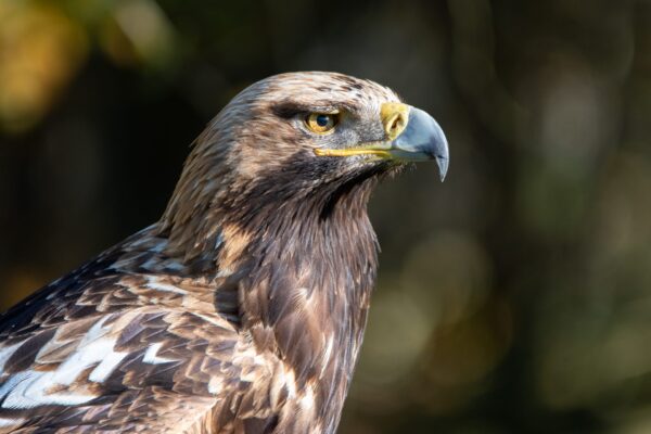 Photo animalière en tirage limité. rapace. Michèle Gabet Photographie