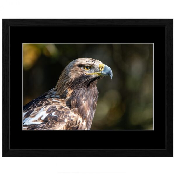 Photo animalière en tirage limité. rapace. Michèle Gabet Photographie