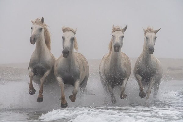 Photo en tirage limité. Série chevaux de camargue de Michèle Gabet Photographie. troupeau de 4 chevaux qui galope dans la mer