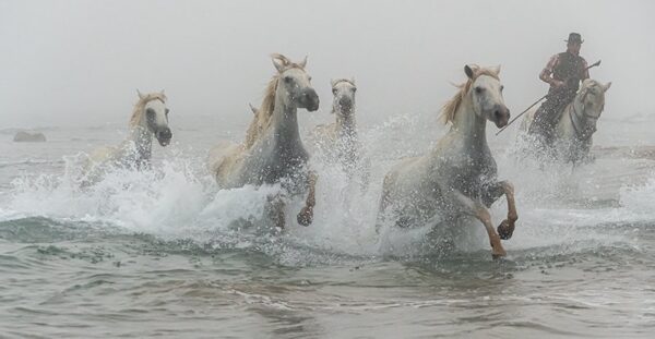 Photo en tirage limité. Série chevaux de camargue de Michèle Gabet Photographie. troupeau de 5 chevaux au galop dans la mer menés par leur gardian