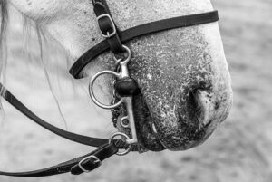 Photo en tirage limité en noir et blanc. Série chevaux de camargue de Michèle Gabet Photographie. détail de harnais vue de profil