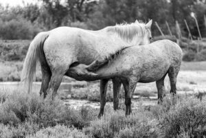 Photo en tirage limité en noir et blanc. Série chevaux de camargue de Michèle Gabet Photographie. poulain qui tête près du marais