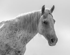 Photo en tirage limité en noir et blanc. Série chevaux de camargue de Michèle Gabet Photographie. portrait d'une jument en contre jour