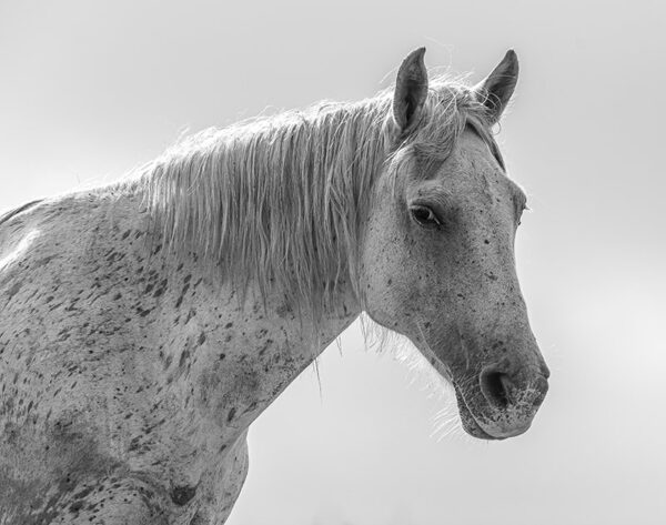 Photo en tirage limité en noir et blanc. Série chevaux de camargue de Michèle Gabet Photographie. portrait d'une jument en contre jour