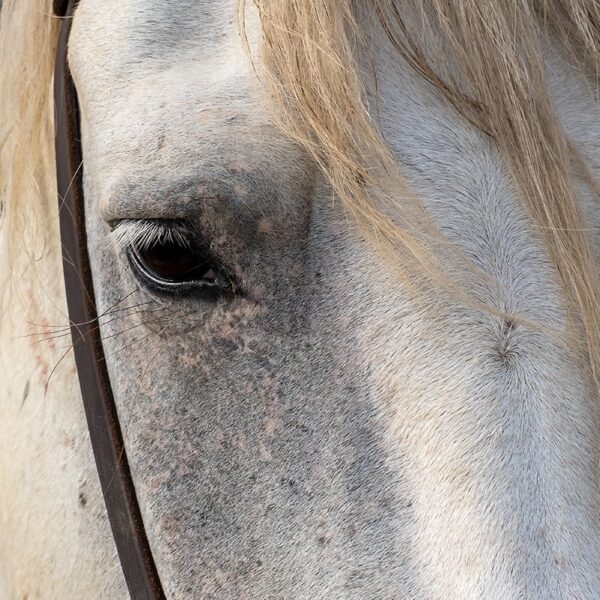 Photo en tirage limité. Série chevaux de camargue de Michèle Gabet Photographie. détail sur l'oeil du cheval