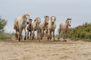 Photo en tirage limité. Série chevaux de camargue de Michèle Gabet Photographie. troupeau de juments et poulains galopant sur un chemin de sable