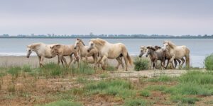 Photo en tirage limité. Série chevaux de camargue de Michèle Gabet Photographie. troupeau de juments et poulains en bord de mer