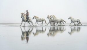 Photo en tirage limité. Série chevaux de camargue de Michèle Gabet Photographie. 1 gardian mène un troupeau de 5 juments dans la mer - reflet sur l'eau