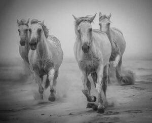 Photo en tirage limité en noir et blanc. Série chevaux de camargue de Michèle Gabet Photographie. troupeau de 4 chevaux qui galoppe sur le sable