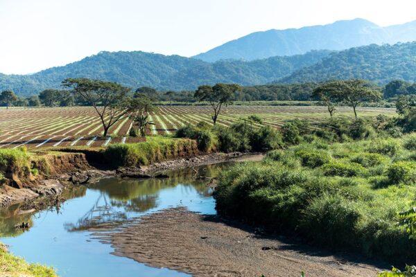 Photo de paysage du costa rica en tirage limité. cultures et vue sur montagnes. Michèle Gabet Photographie