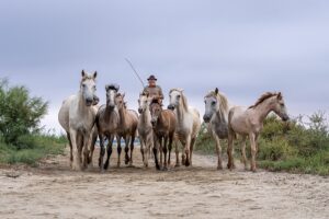 Photo en tirage limité. Série chevaux de camargue de Michèle Gabet Photographie. troupeau de juments et poulains guidés par un gardian