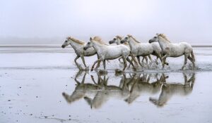 Photo en tirage limité. Série chevaux de camargue de Michèle Gabet Photographie. troupeau de 5 chevaux dans la mer qui se reflète dans l'eau