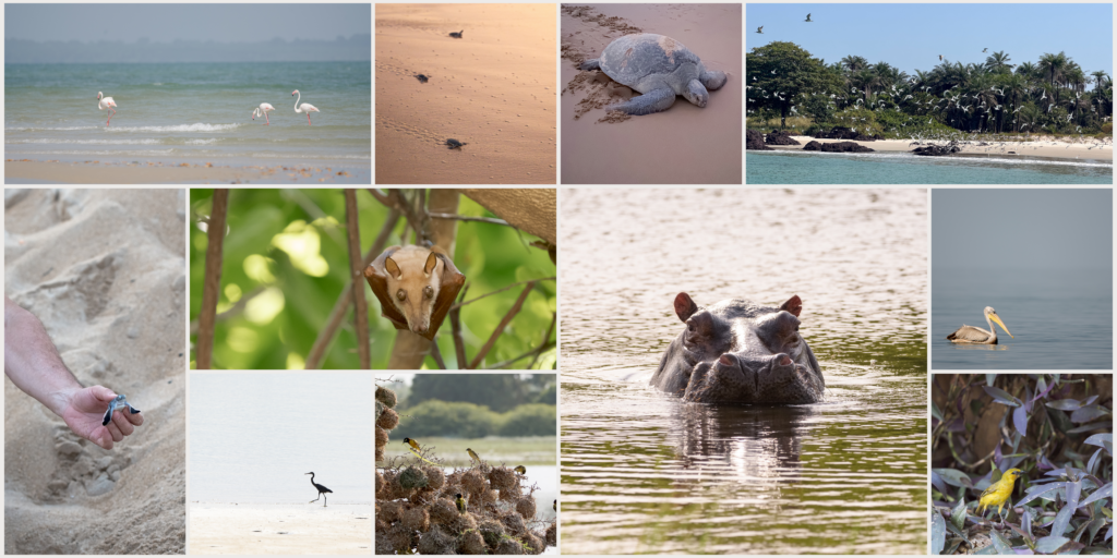 La biodiversité dans l'archipel des Bijagos en Guinée Bissao